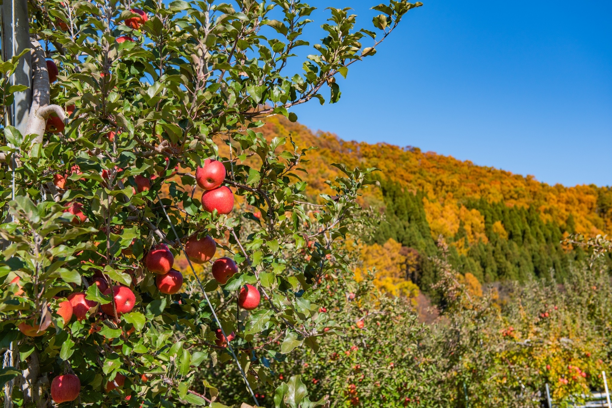 信州高山村のりんご畑